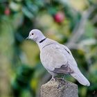 Une habituée au jardin !!!!