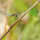 Une habituée  du jardin ....