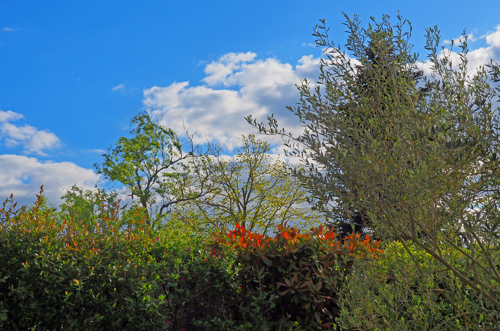 Une haie de mon jardin au printemps