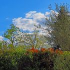 Une haie de mon jardin au printemps