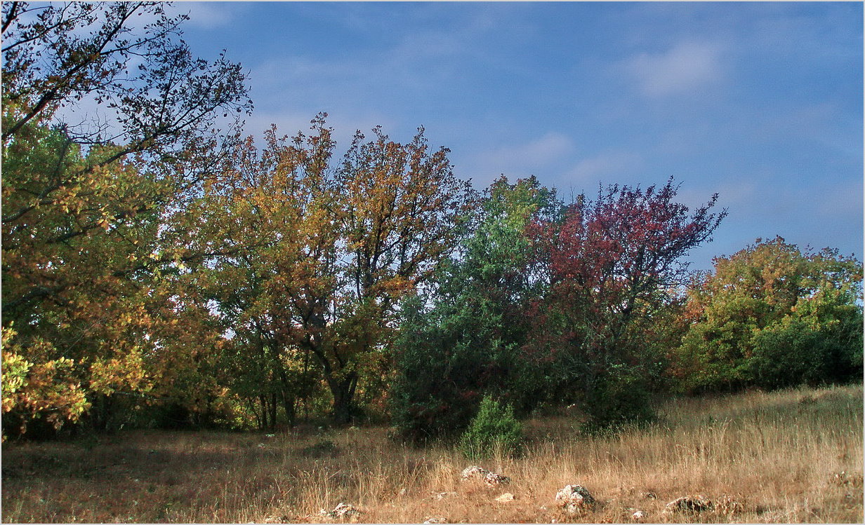 une haie en automne