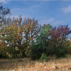 une haie en automne