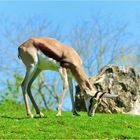 Une herbe bien verte...