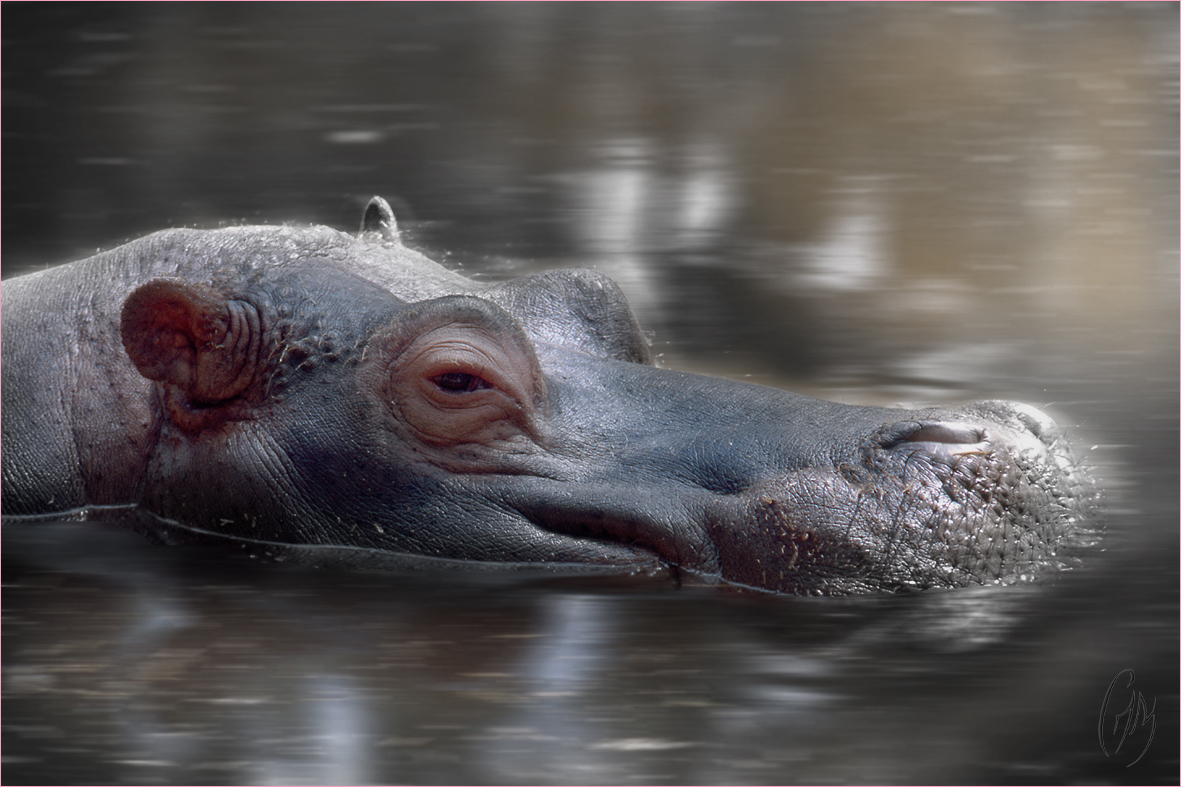 Une hippo-sieste...