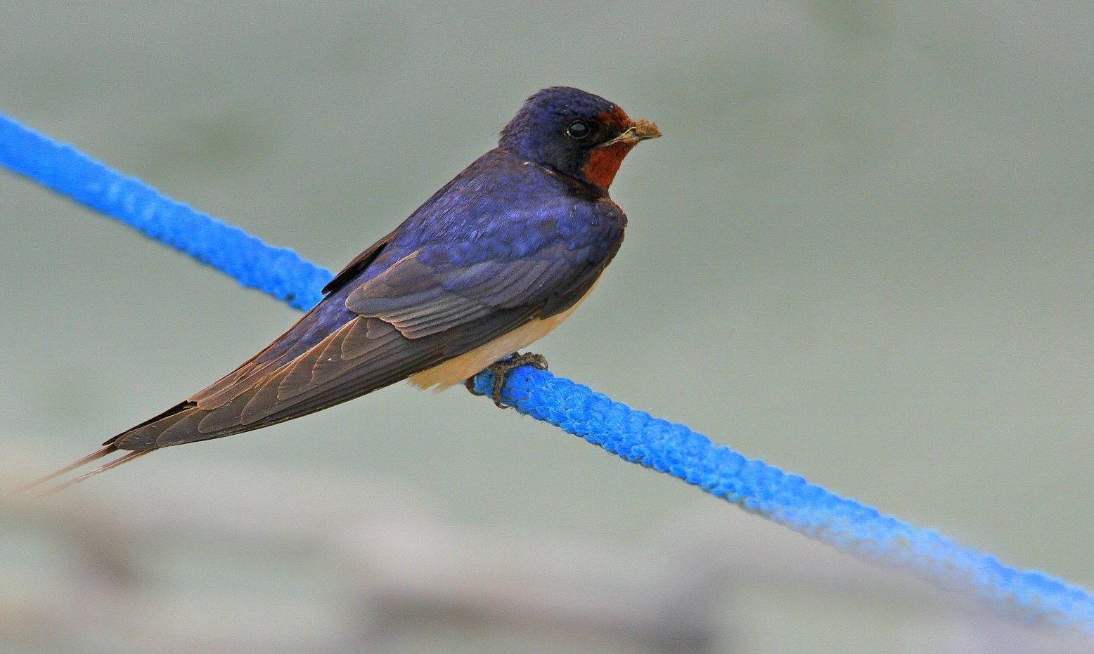 Une hirondelle fait le printemps