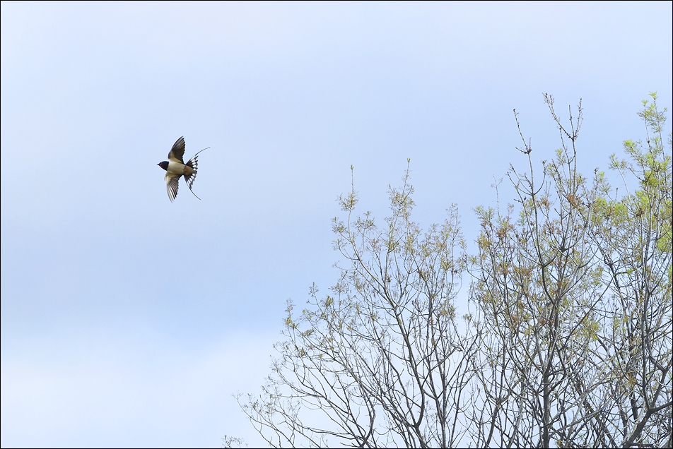 Une hirondelle fait le Printemps ...