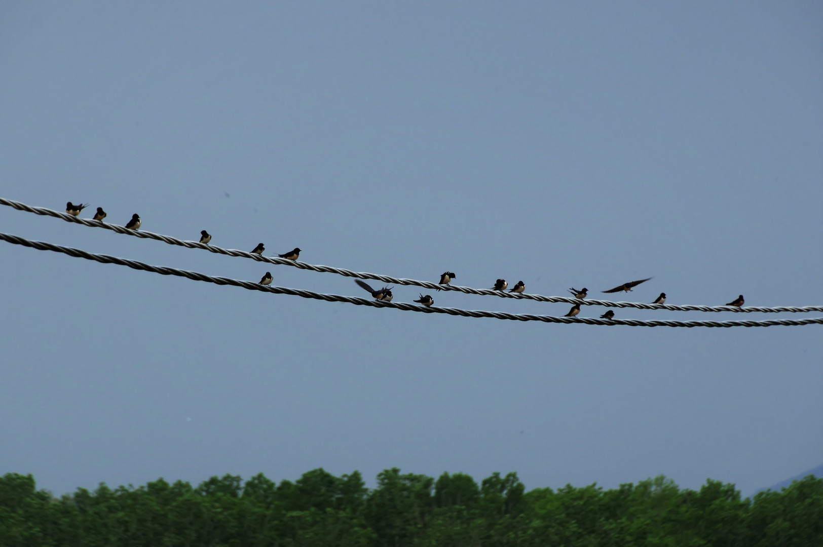 une hirondelle ne fait pas le printemps....