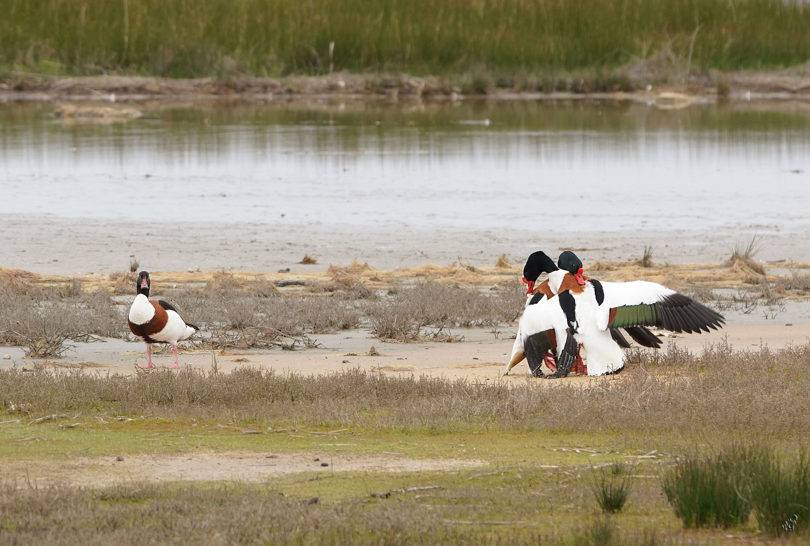 Une histoire de canards .....