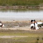 Une histoire de canards .....