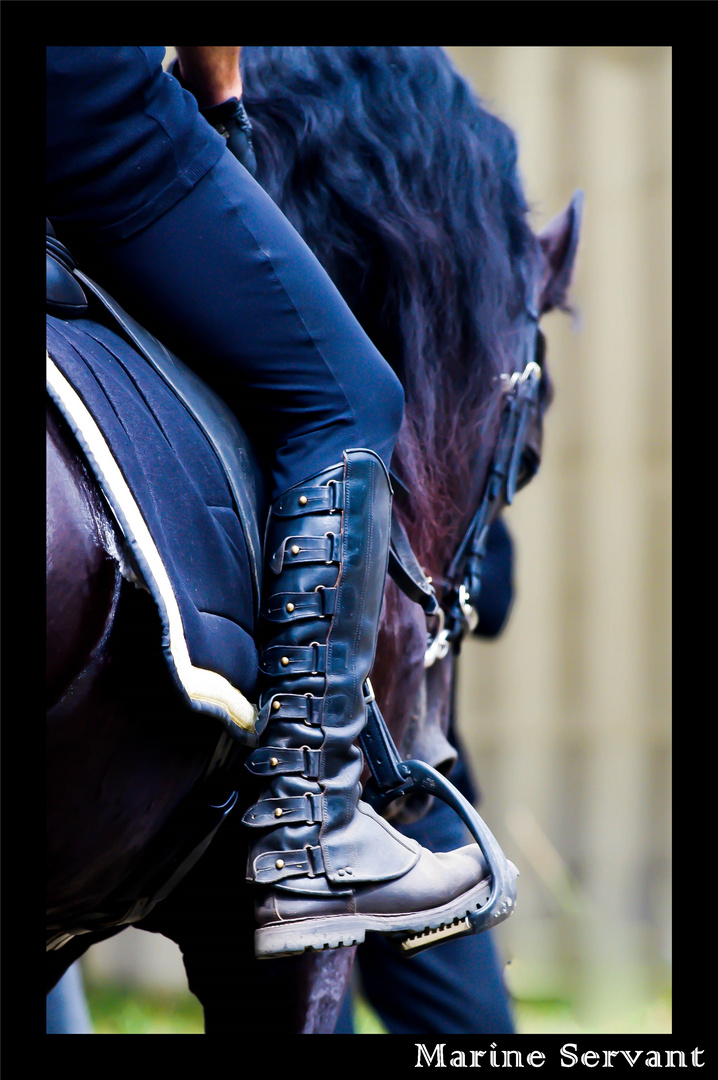 Une immersion dans le monde du cheval Frison