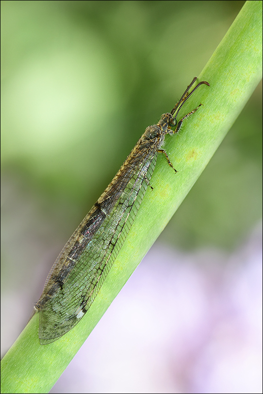 Une inconnue dans mon jardin