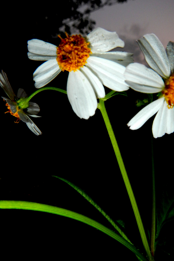 une infusion de fleurs blanches...