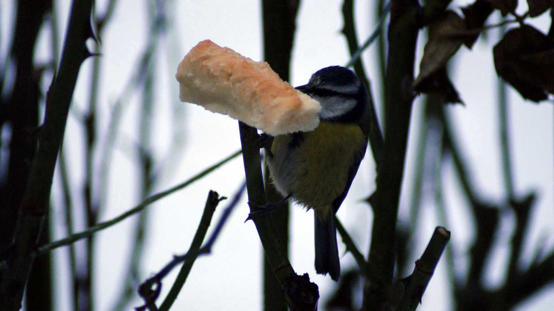 une jeune mésange s'amuse sur son bout de pain ds le rosier!