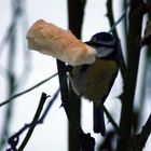 une jeune mésange s'amuse sur son bout de pain ds le rosier!