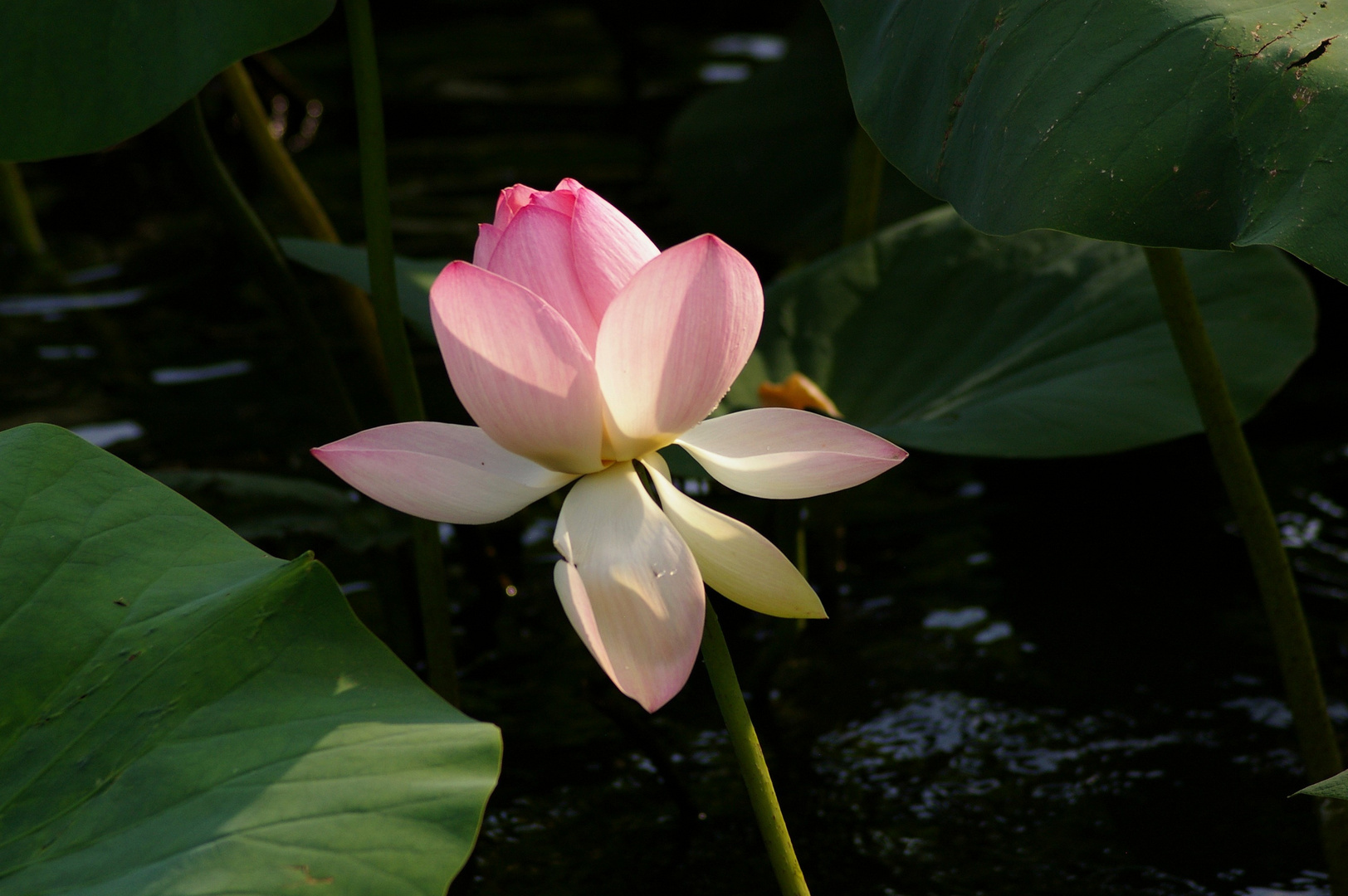 une jolie fleur