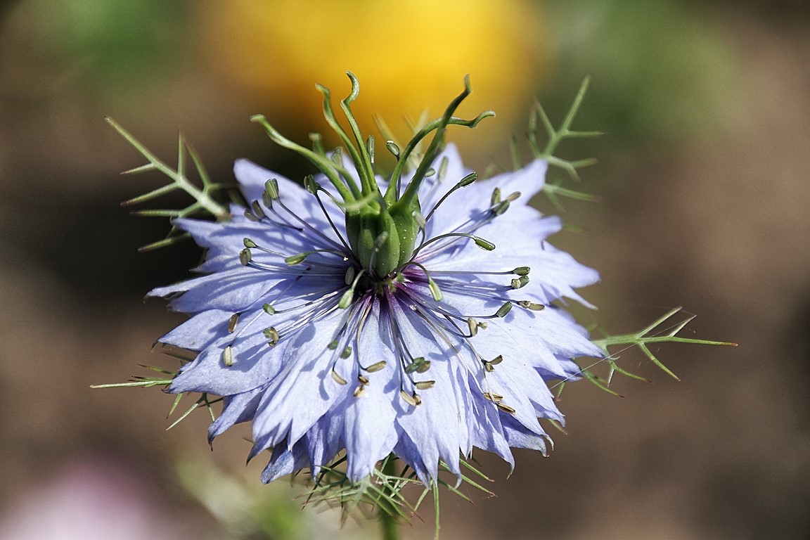 une jolie fleur !