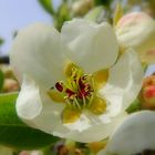 Une jolie fleur de poirier.