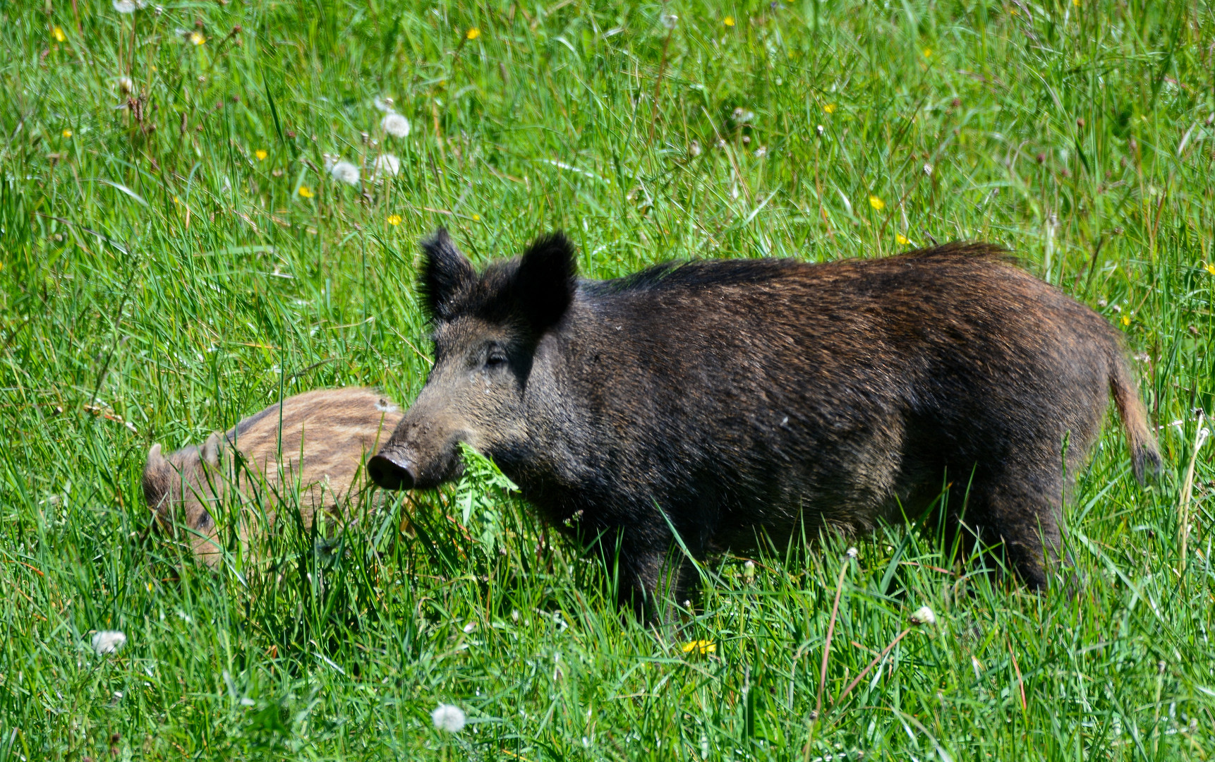 La Laie Est La Femelle De Quel Animal