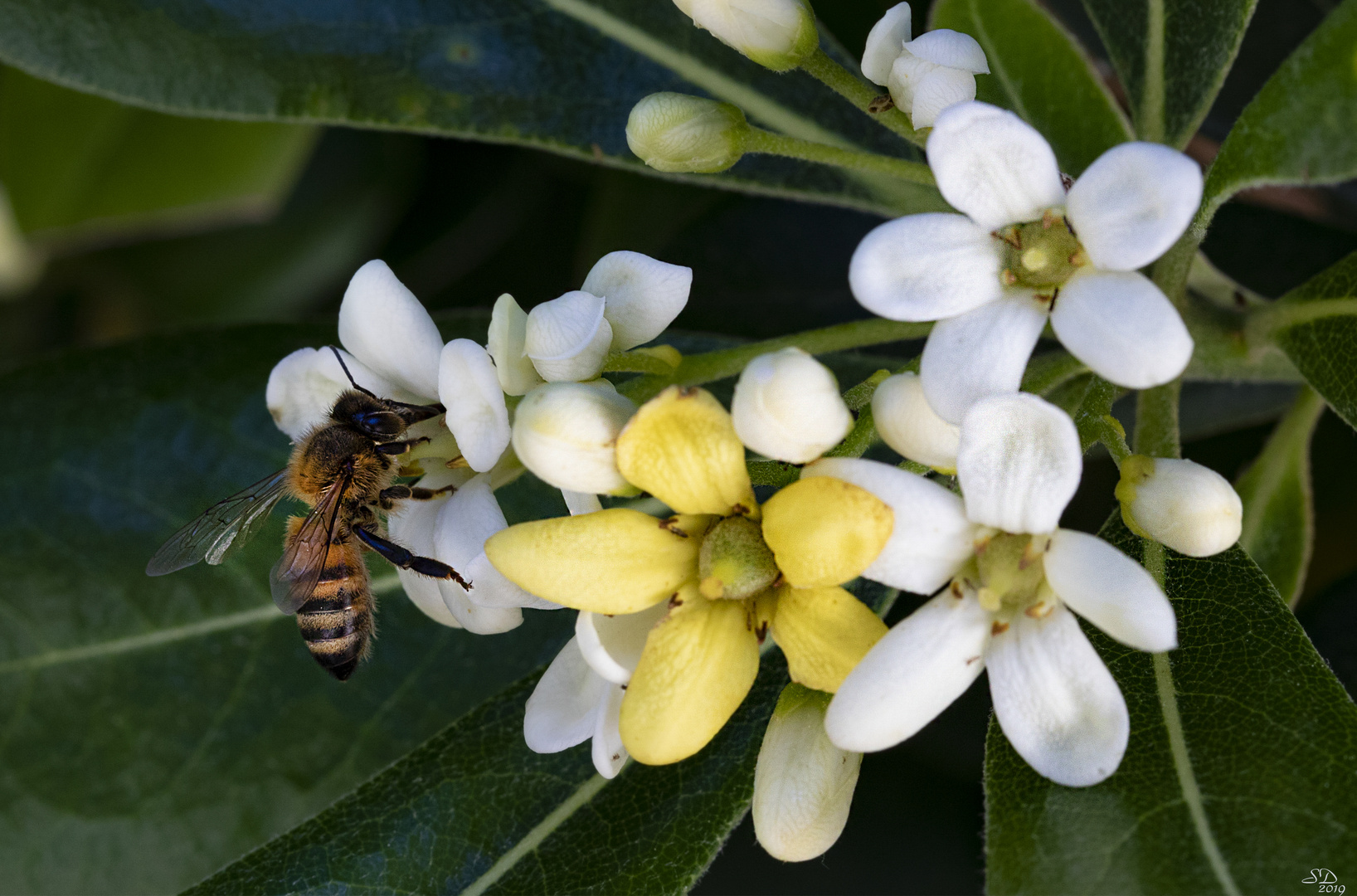 Une jolie petite abeille 