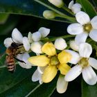 Une jolie petite abeille 