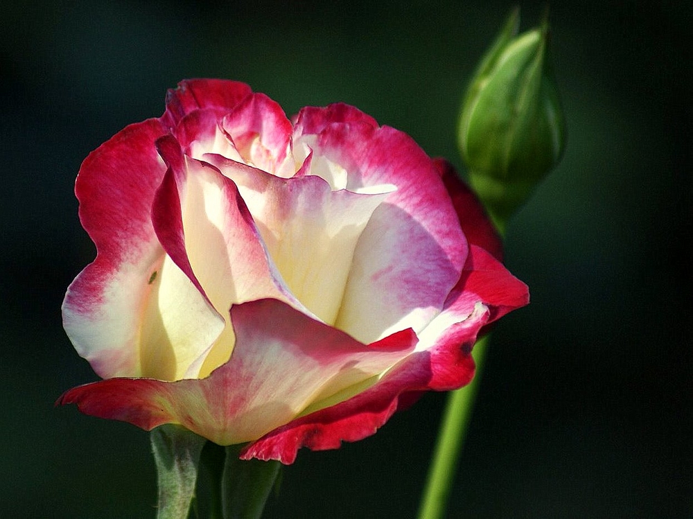 UNE JOLIE ROSE photo et image | fleurs, ligerien, nature Images