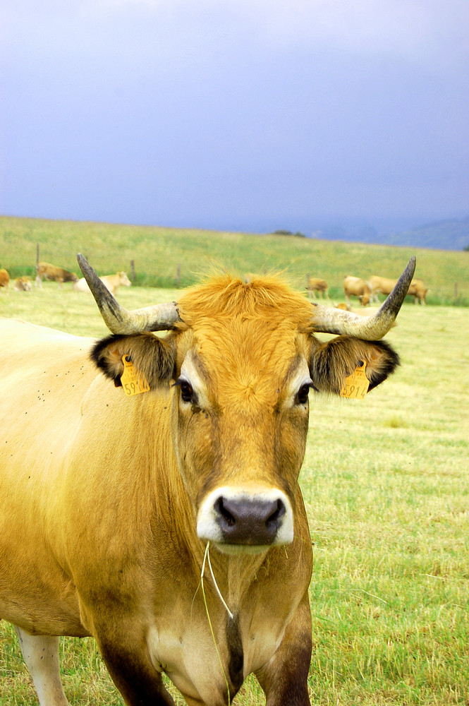 Une jolie vache Aubrac