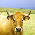 Une jolie vache Aubrac