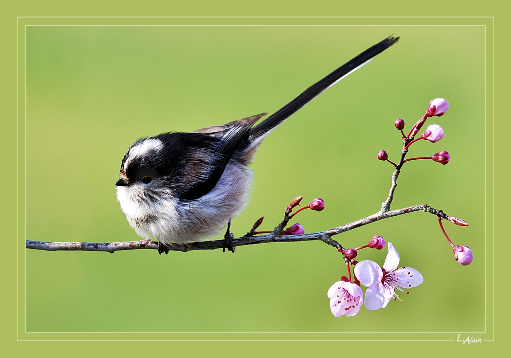 Une Journee Printaniere Photo Et Image Animaux Animaux Sauvages Oiseaux Images Fotocommunity Une Journee Printaniere Photo Et Image Animaux Animaux Sauvages Oiseaux Images Fotocommunity