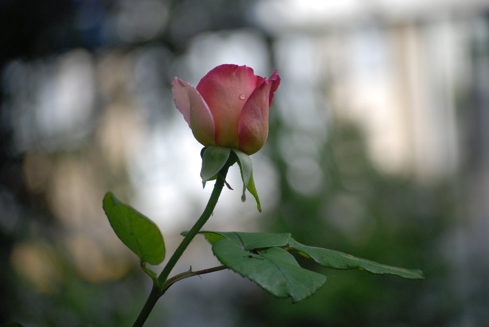 une larme de rosée sur une rose