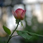 une larme de rosée sur une rose