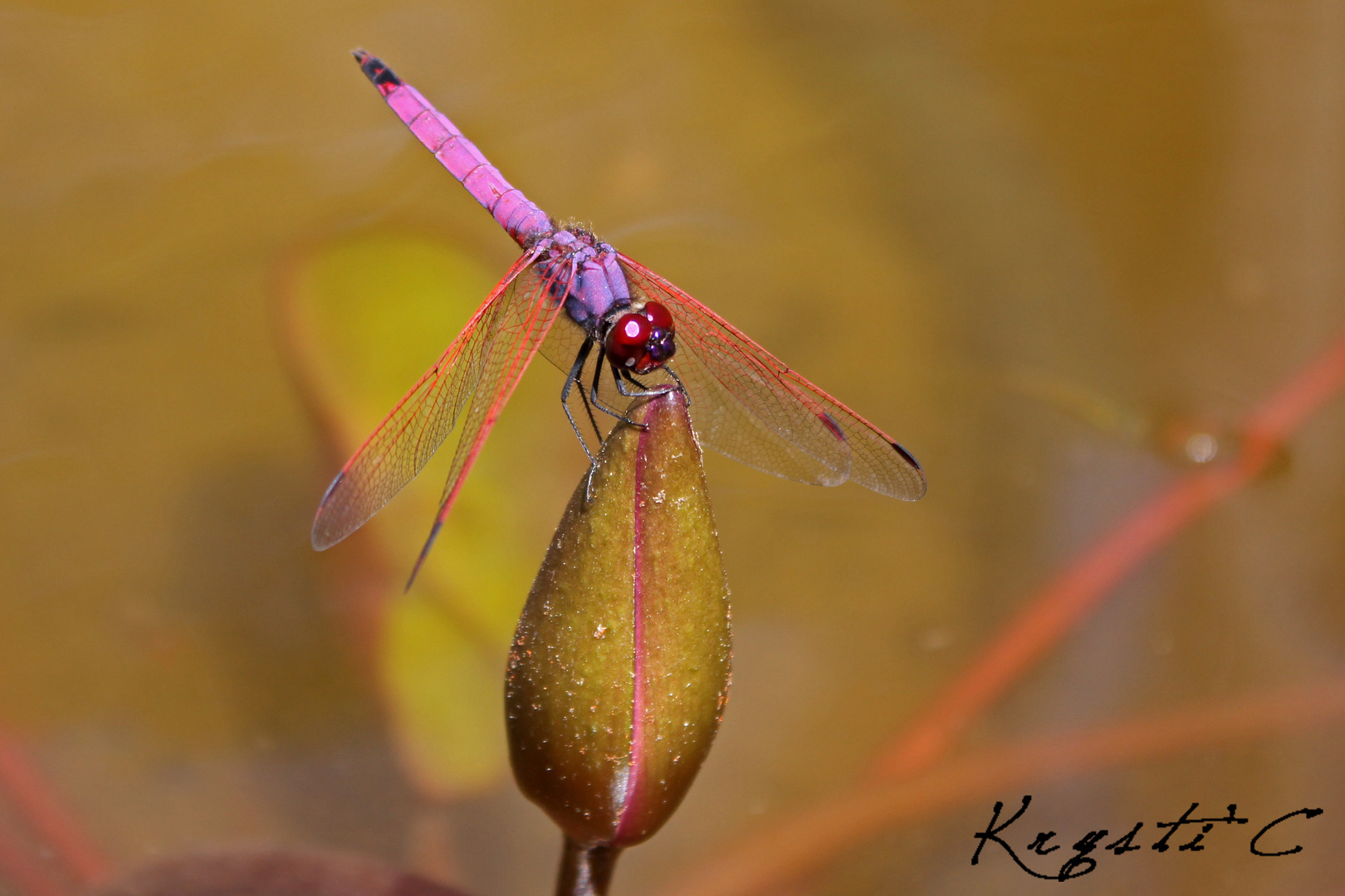 Une libellule mauve/ rose