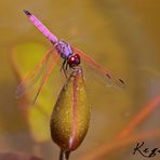 Une libellule mauve/ rose