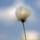 Une linaigrette des Fagnes