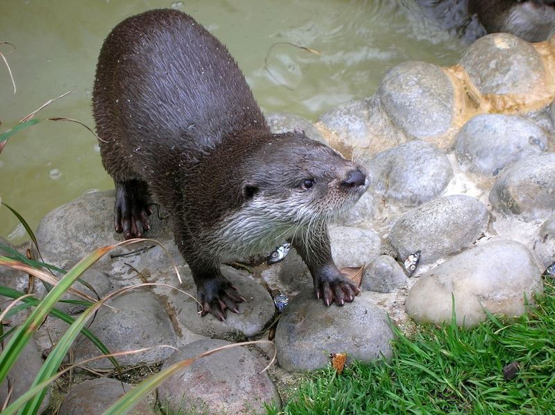 Une loutre