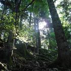 une lueur dans la forêt