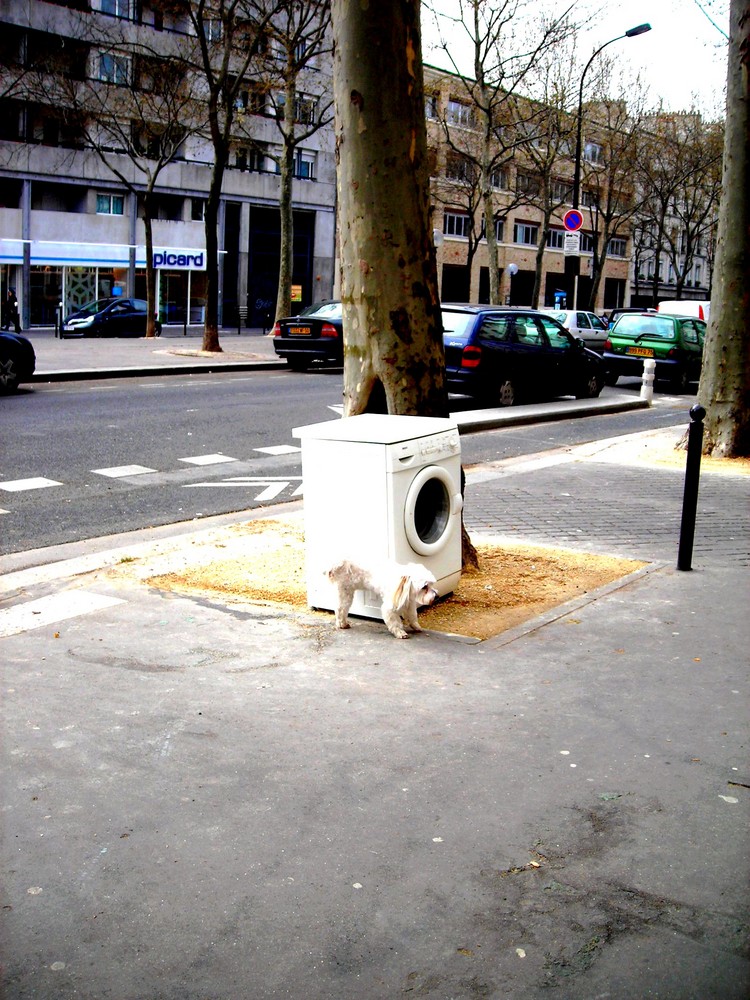 Une machine a lavé au milieu de la rue? C'est toutou qui en profite!