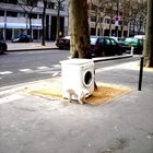 Une machine a lavé au milieu de la rue? C'est toutou qui en profite!