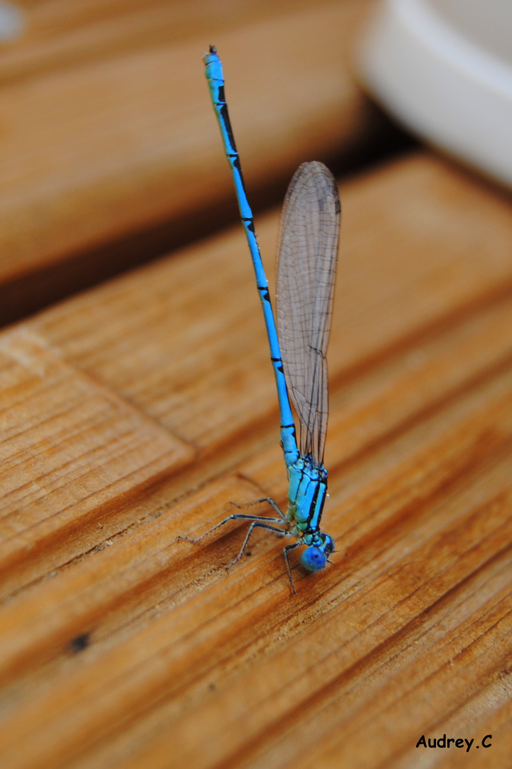 Une magnifique Libellules Bleu ....