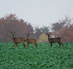 une magnifique rencontre