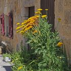 Une maison fleurie à Larressingle