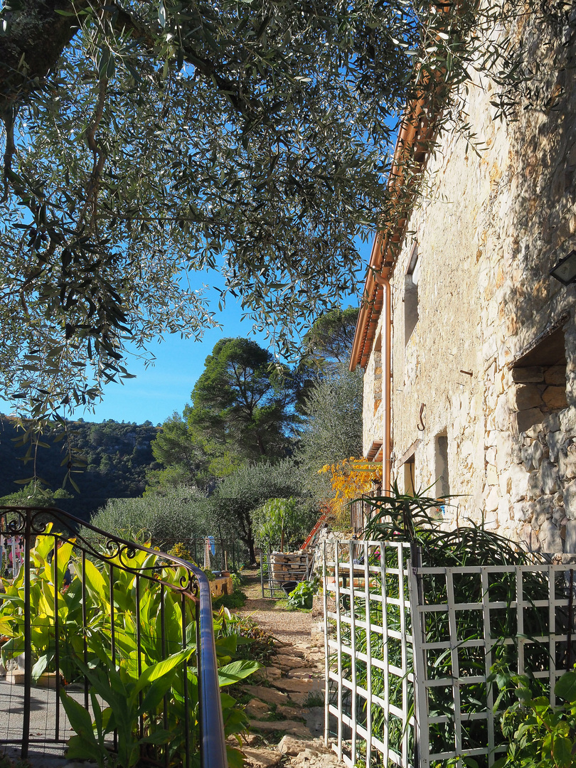 Une maison perdue au milieu des oliviers