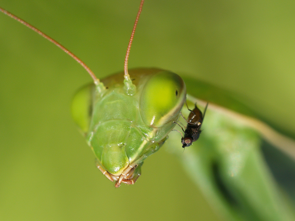 une mante qui prend la mouche