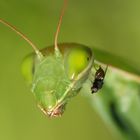 une mante qui prend la mouche