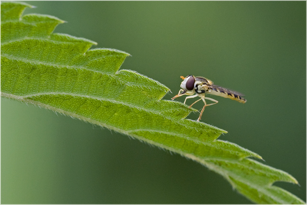 Une marche à la fois... (Syrphe Sphaerophoria)