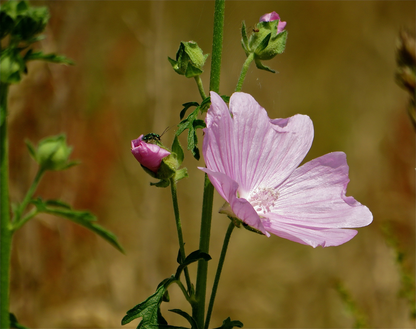 ...une mauve pour le mercredi !!!...