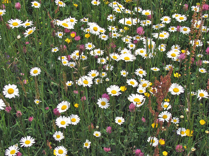 une mer de fleurs, jolie non !