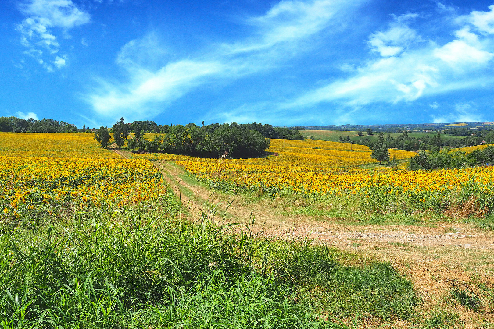 Une mer de tournesols…