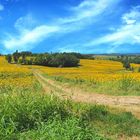 Une mer de tournesols…