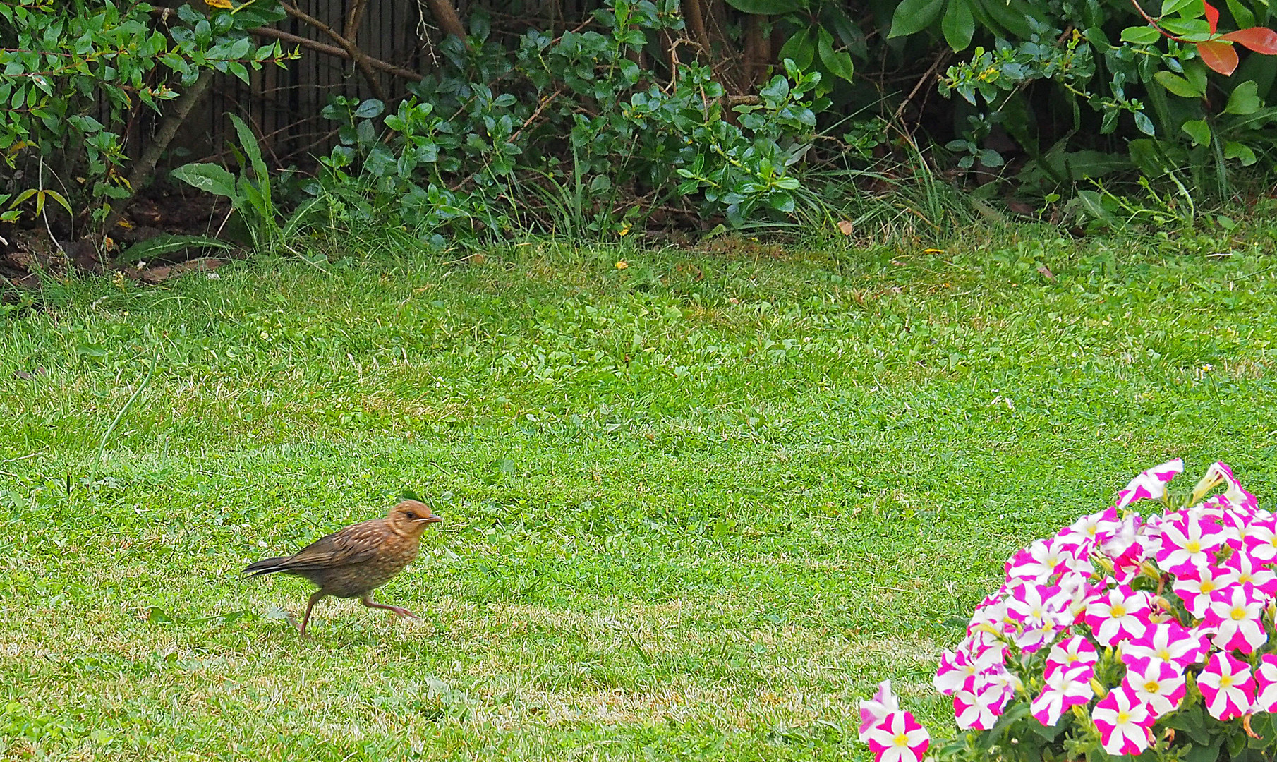 Une merlette pressée dans le jardin	