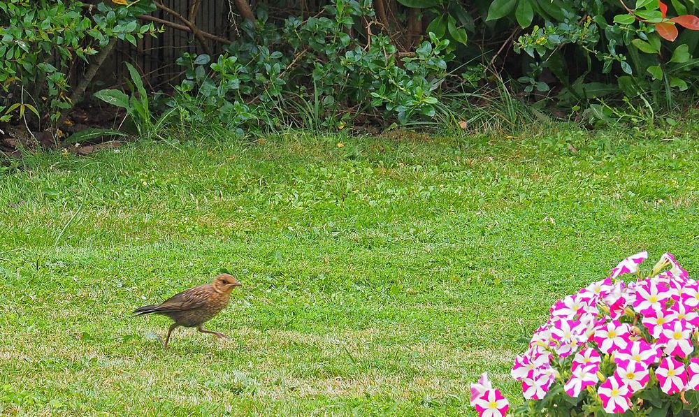 Une merlette pressée dans le jardin	